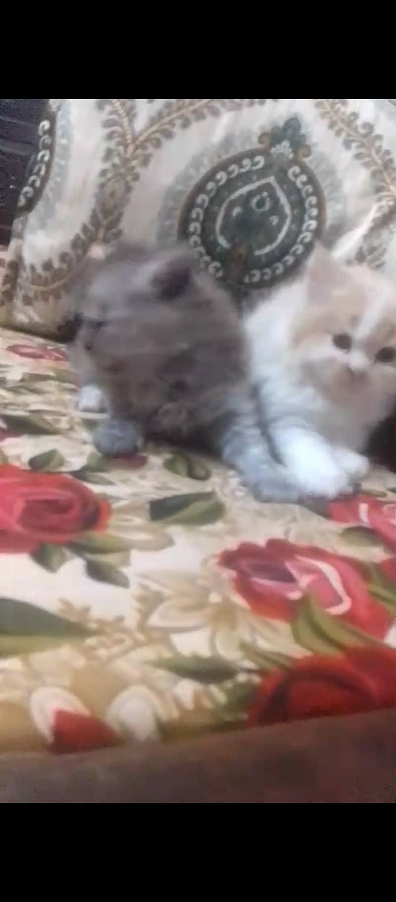 kittens 2
