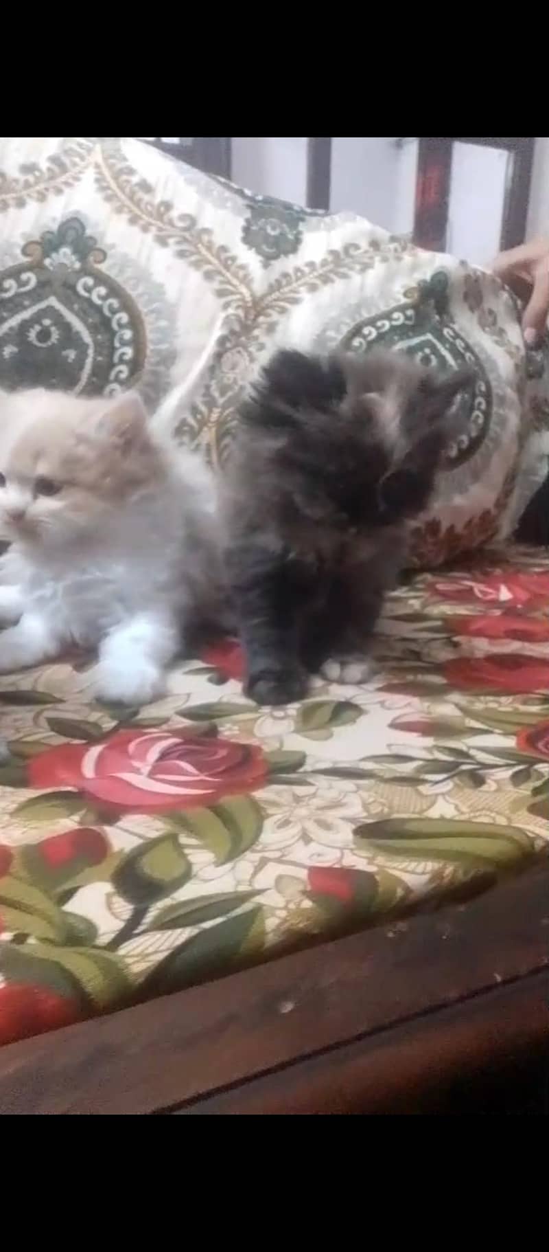 kittens 3