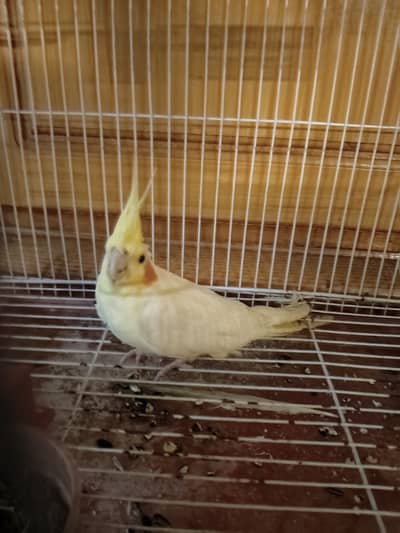 Cocktail Parrot For Sale ready to tame