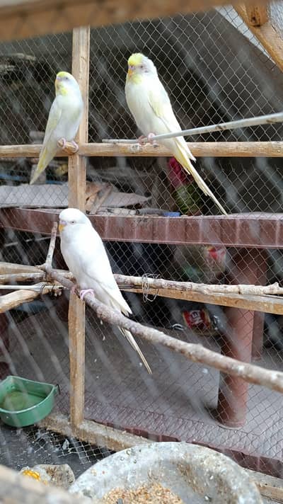 Rare budgies