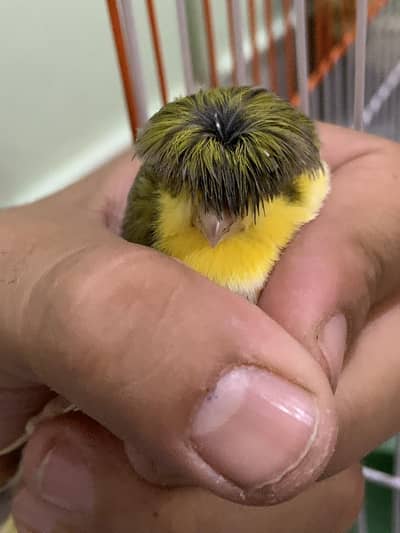 Crested Gloster Male