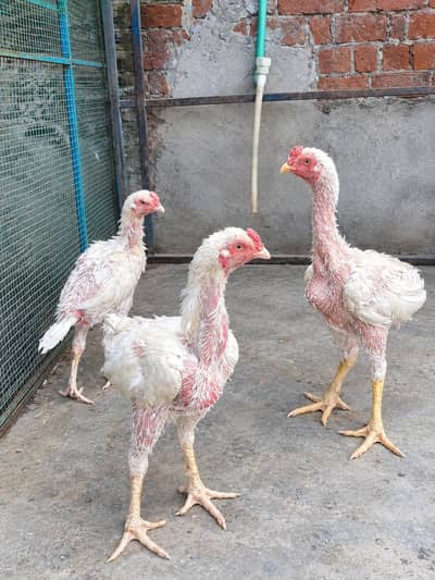 Aseel Java Murghay & Murghiyan Sale Ke Liye – Healthy Hens