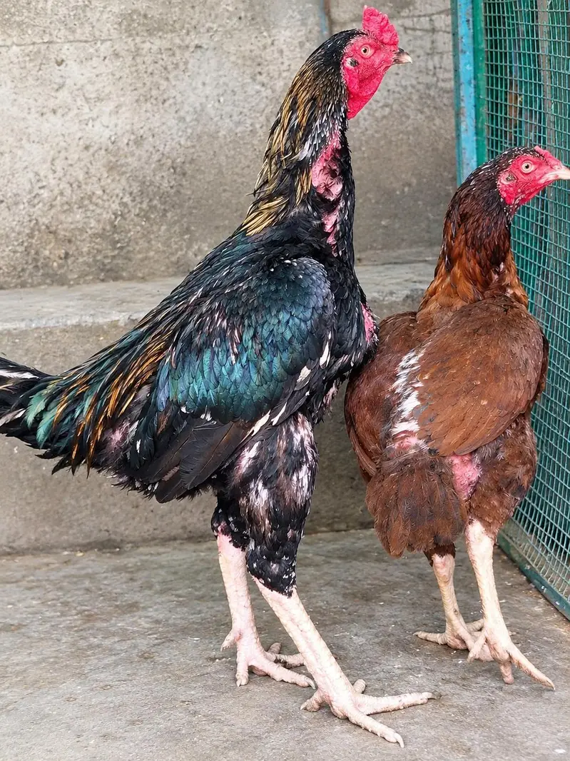 Aseel Java Murghay & Murghiyan Sale Ke Liye – Healthy Hens — photo 2