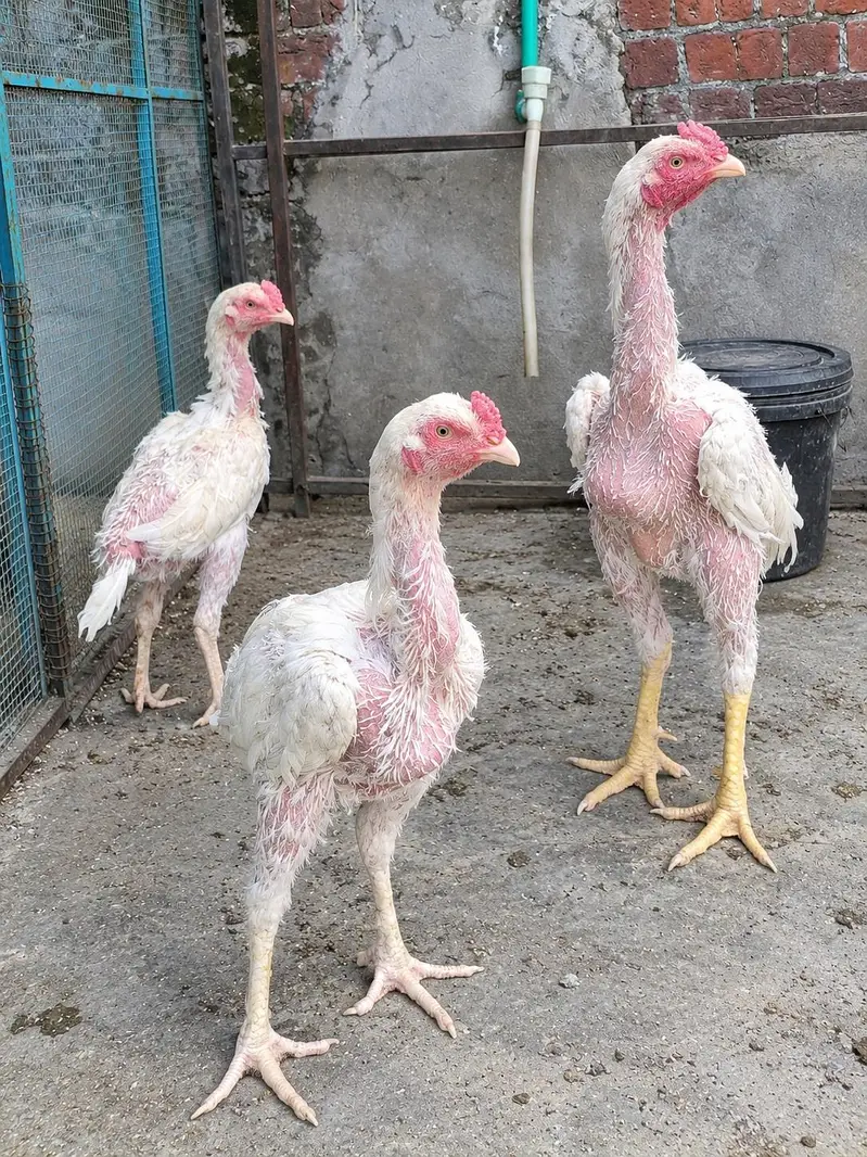 Aseel Java Murghay & Murghiyan Sale Ke Liye – Healthy Hens — photo 3