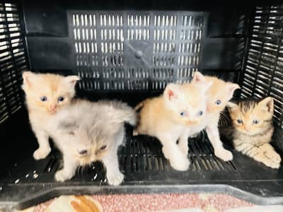 5 kittens. Tripple coated cross. 2 gray female and brown white female