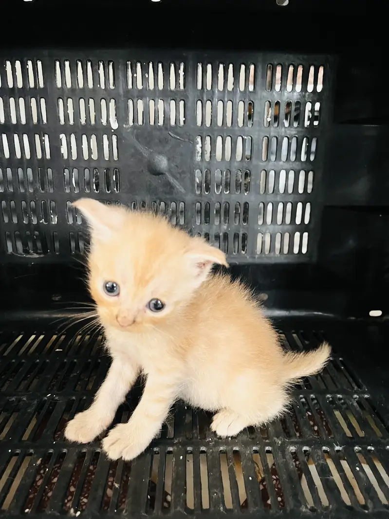 5 kittens. Tripple coated cross. 2 gray female and brown white female — photo 3