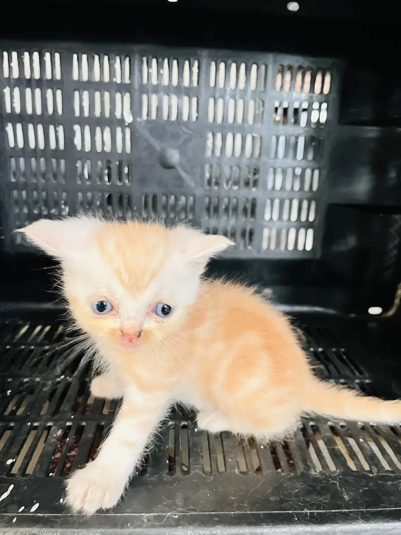 5 kittens. Tripple coated cross. 2 gray female and brown white female — photo 4