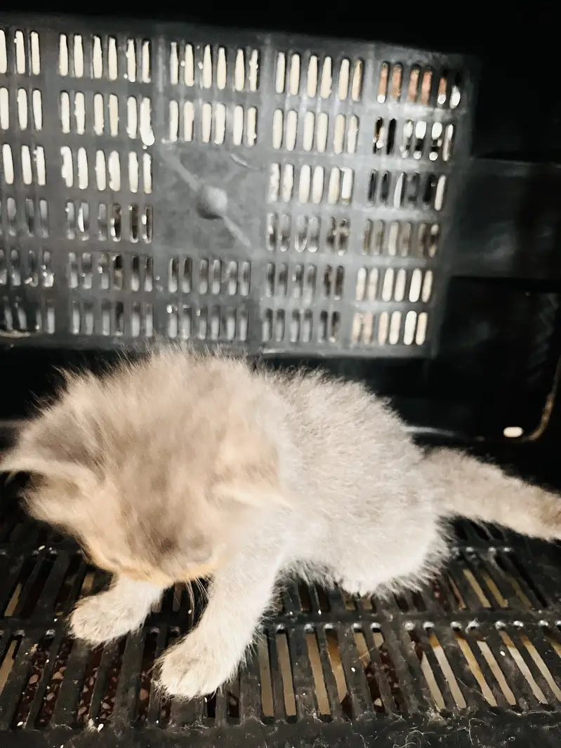5 kittens. Tripple coated cross. 2 gray female and brown white female — photo 5