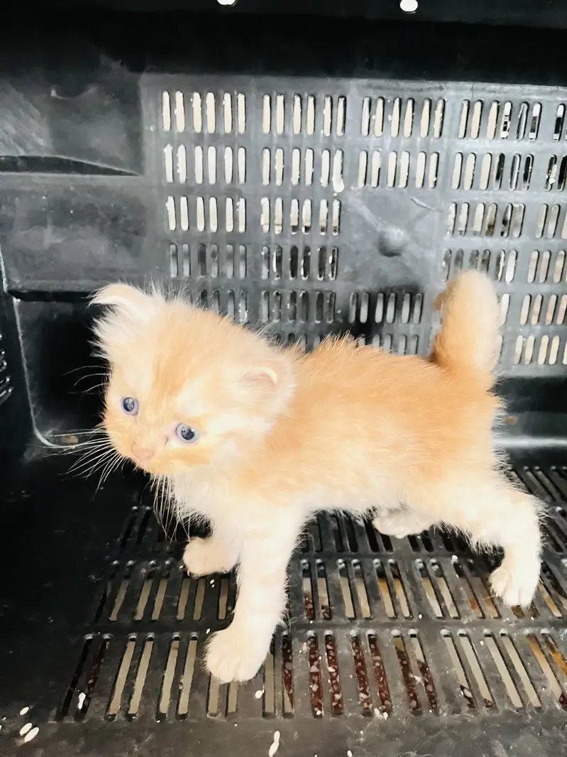 5 kittens. Tripple coated cross. 2 gray female and brown white female — photo 6