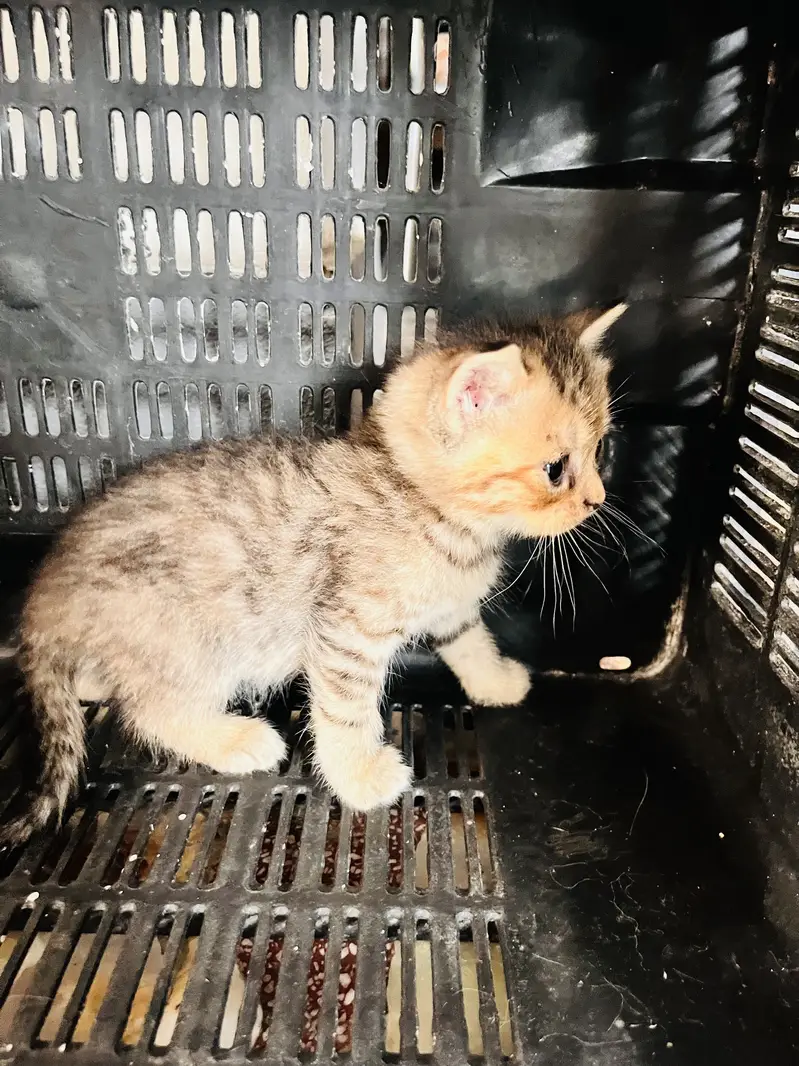 5 kittens. Tripple coated cross. 2 gray female and brown white female — photo 7
