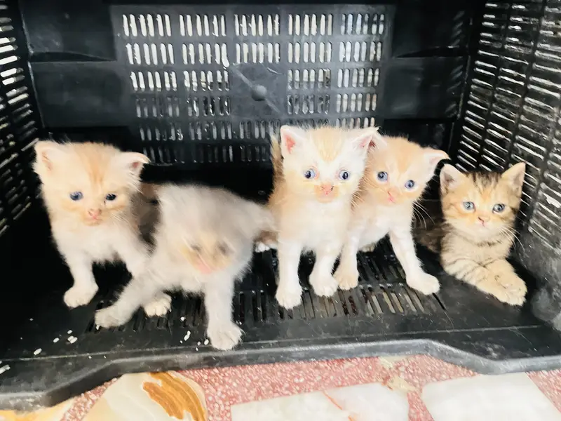 5 kittens. Tripple coated cross. 2 gray female and brown white female — photo 9