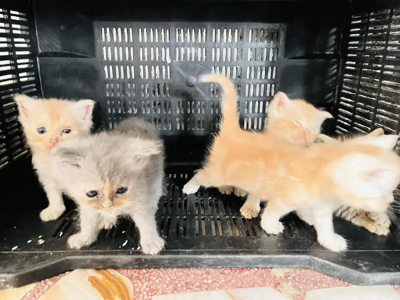 5 kittens. Tripple coated cross. 2 gray female and brown white female — photo 10