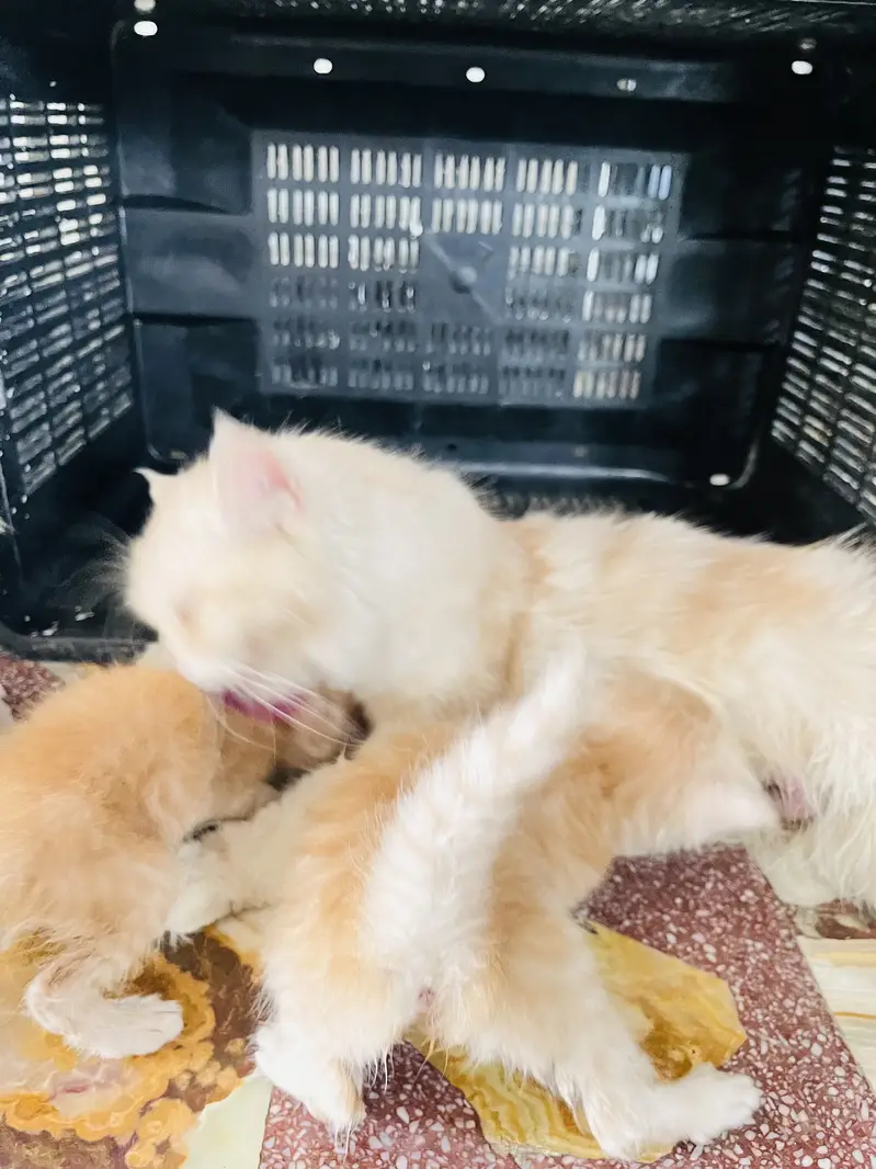 5 kittens. Tripple coated cross. 2 gray female and brown white female — photo 12