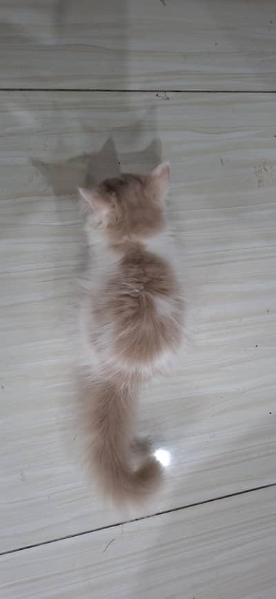 kitten for sale
