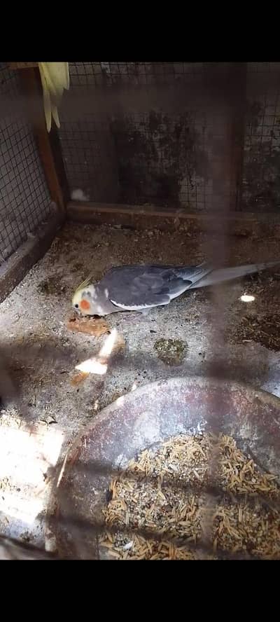 cocktail breeder pair