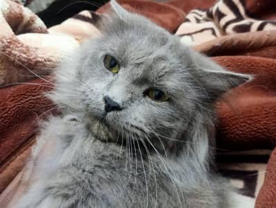 free cats jis ko chiye rabta kre le jay 03206297870 whats app