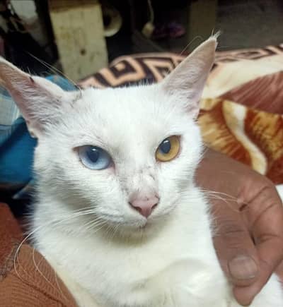 free cats jis ko chiye rabta kre le jay 03206297870 whats app