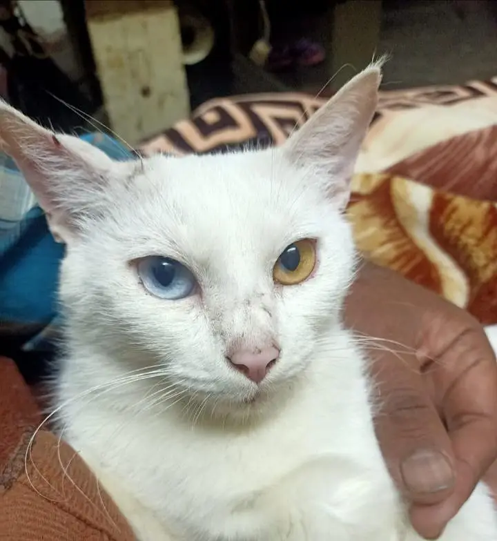 free cats jis ko chiye rabta kre le jay 03206297870 whats app — photo 2