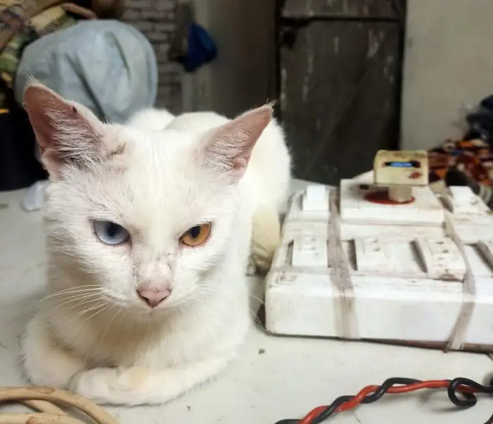 free cats jis ko chiye rabta kre le jay 03206297870 whats app — photo 3