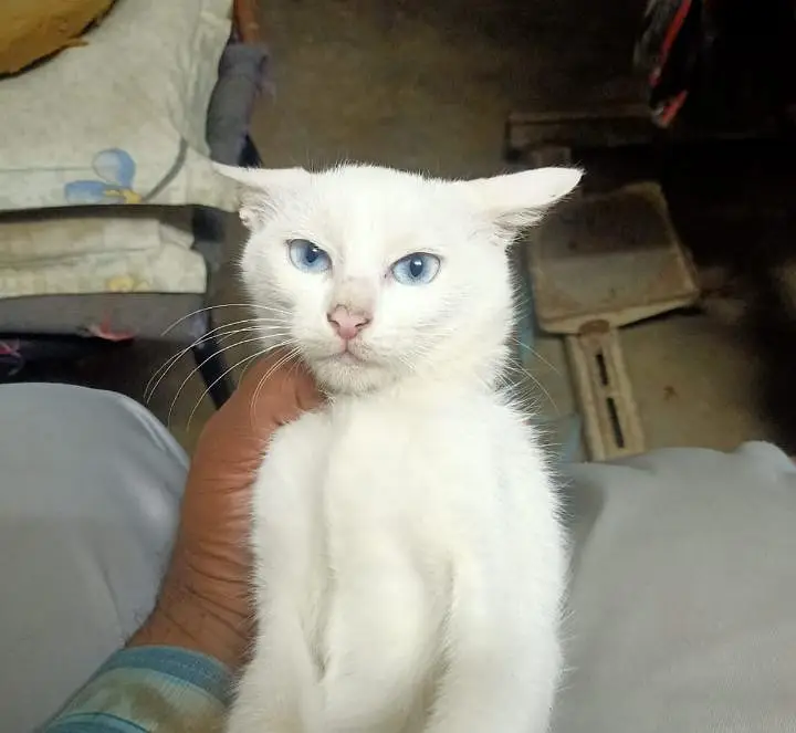 free cats jis ko chiye rabta kre le jay 03206297870 whats app — photo 4