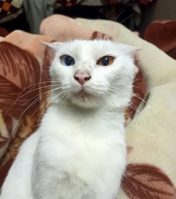 free cats jis ko chiye rabta kre le jay 03206297870 whats app — photo 5