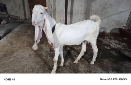 MASHALLAH HIGH QUALITY GULABI KAPLA MALE AVAILABLE FOR SALE