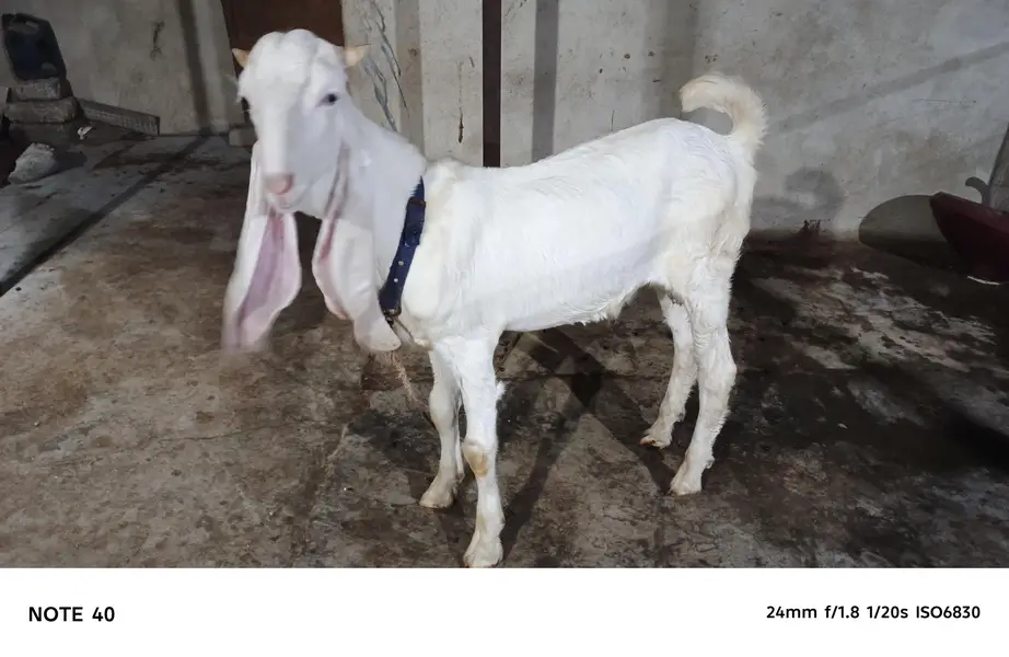 MASHALLAH HIGH QUALITY GULABI KAPLA MALE AVAILABLE FOR SALE — photo 2