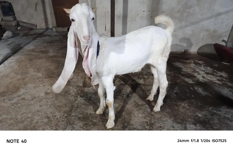 MASHALLAH HIGH QUALITY GULABI KAPLA MALE AVAILABLE FOR SALE — photo 3