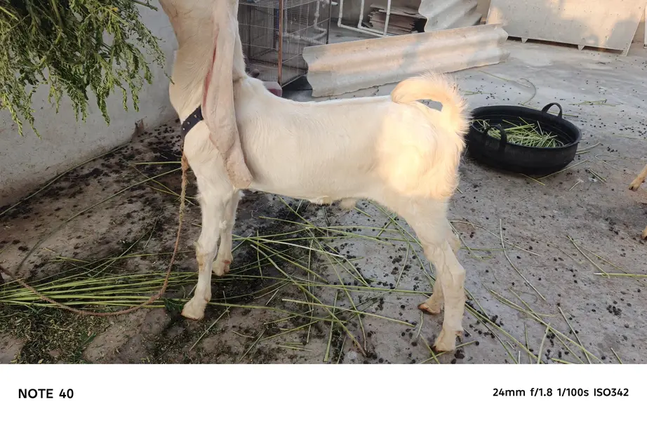 MASHALLAH HIGH QUALITY GULABI KAPLA MALE AVAILABLE FOR SALE — photo 4