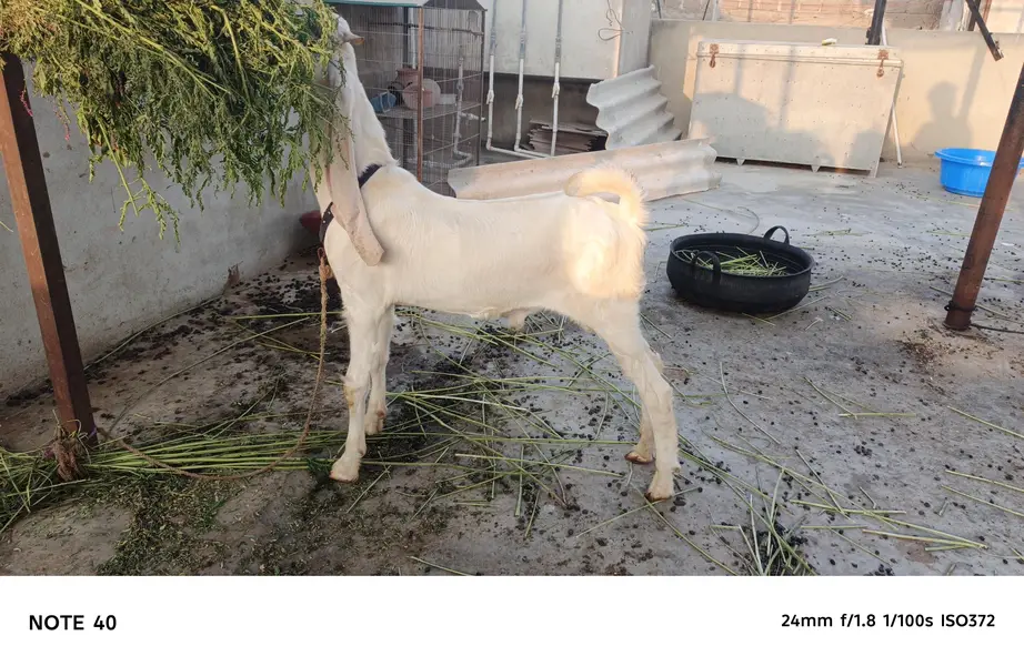 MASHALLAH HIGH QUALITY GULABI KAPLA MALE AVAILABLE FOR SALE — photo 5