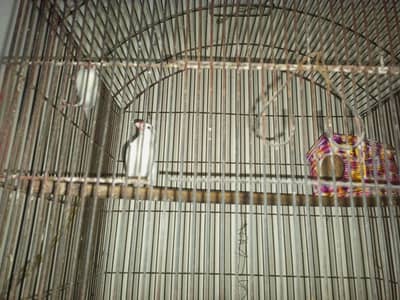 white finches pair for sale