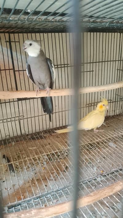 charcoal to cream breeder pair cocktails for sale!