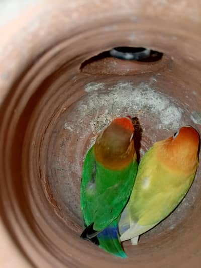 For Sale: LOVEBIRD BREEDER PAIR