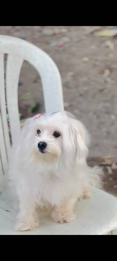 Maltese terrier
