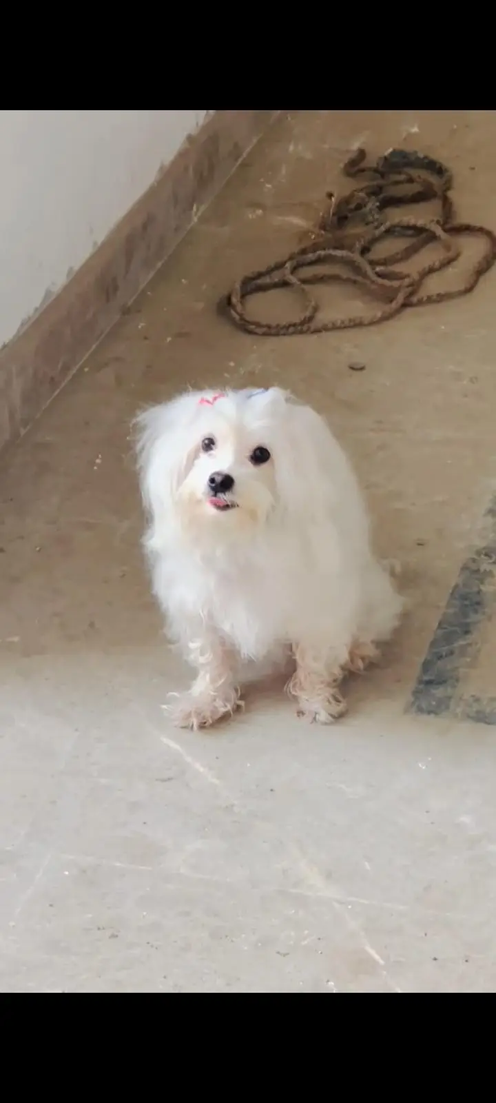 Maltese terrier — photo 2