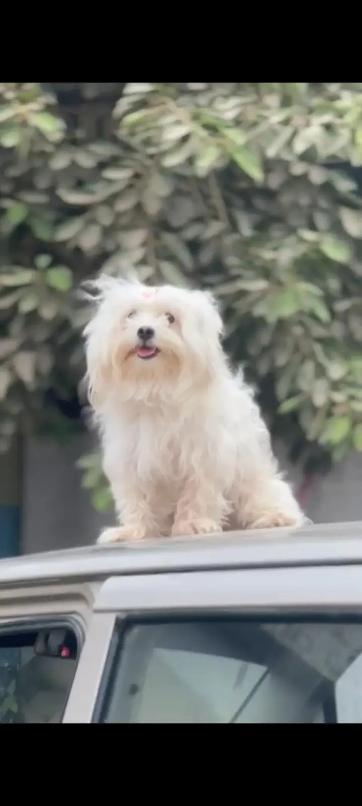 Maltese terrier — photo 3