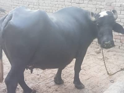 buffalo for sale