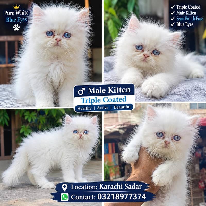white kitten 0