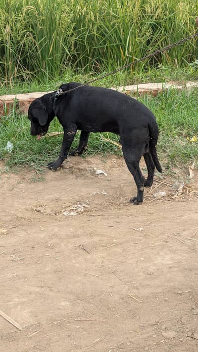 black color ha srif gher ma rakha tha good condition ha dog ke