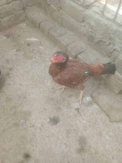 Aseel Murgiya For Sale