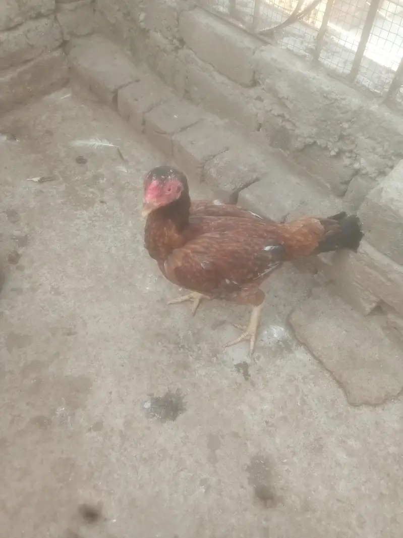 Aseel Murgiya For Sale — photo 2