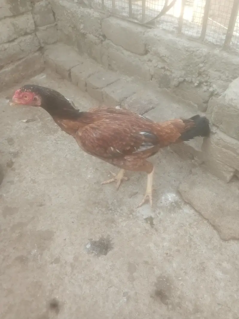 Aseel Murgiya For Sale — photo 3