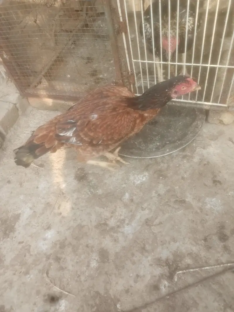 Aseel Murgiya For Sale — photo 4