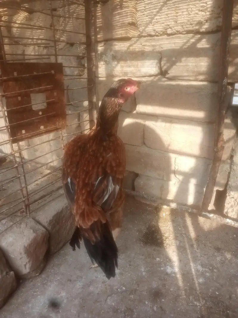 Aseel Murgiya For Sale — photo 5