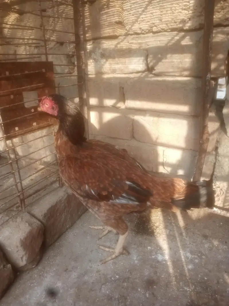 Aseel Murgiya For Sale — photo 6