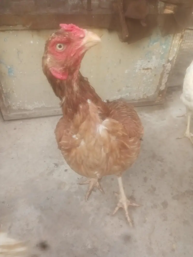Aseel Murgiya For Sale — photo 7