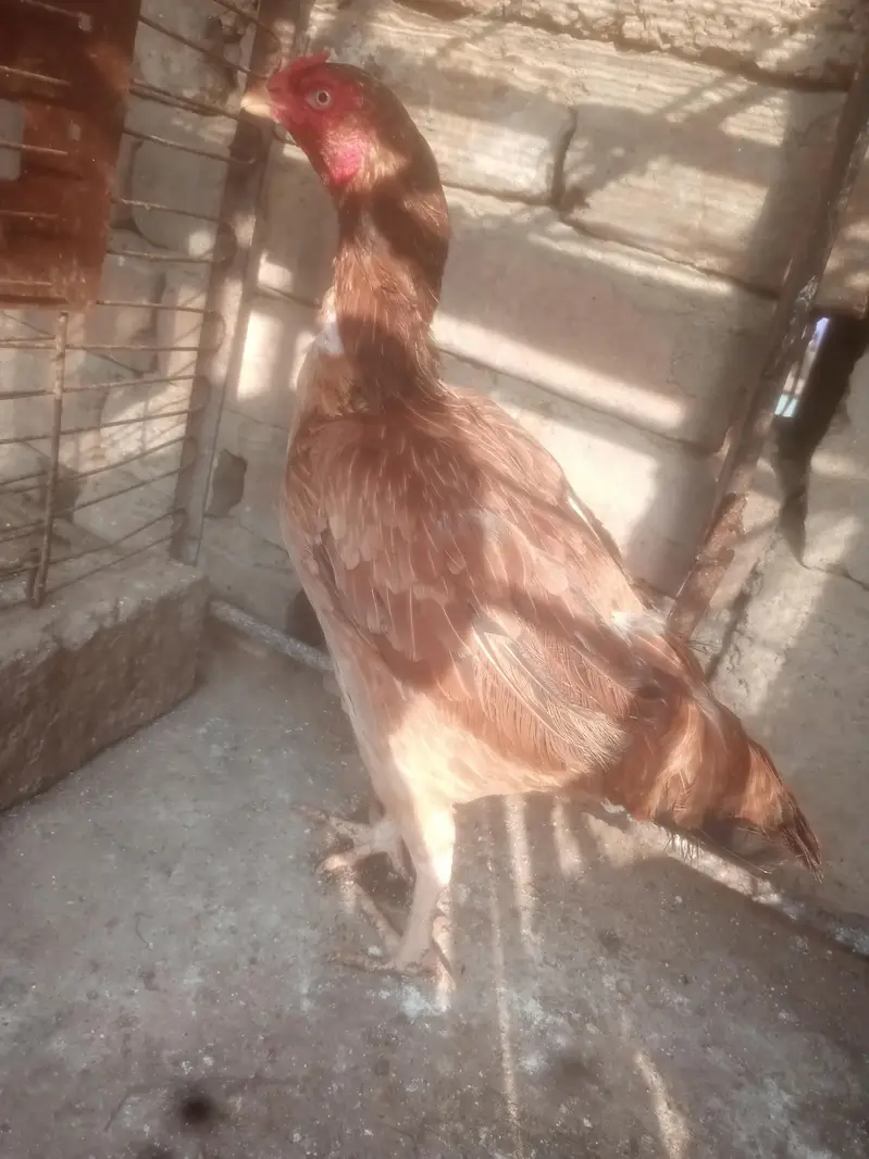 Aseel Murgiya For Sale — photo 8