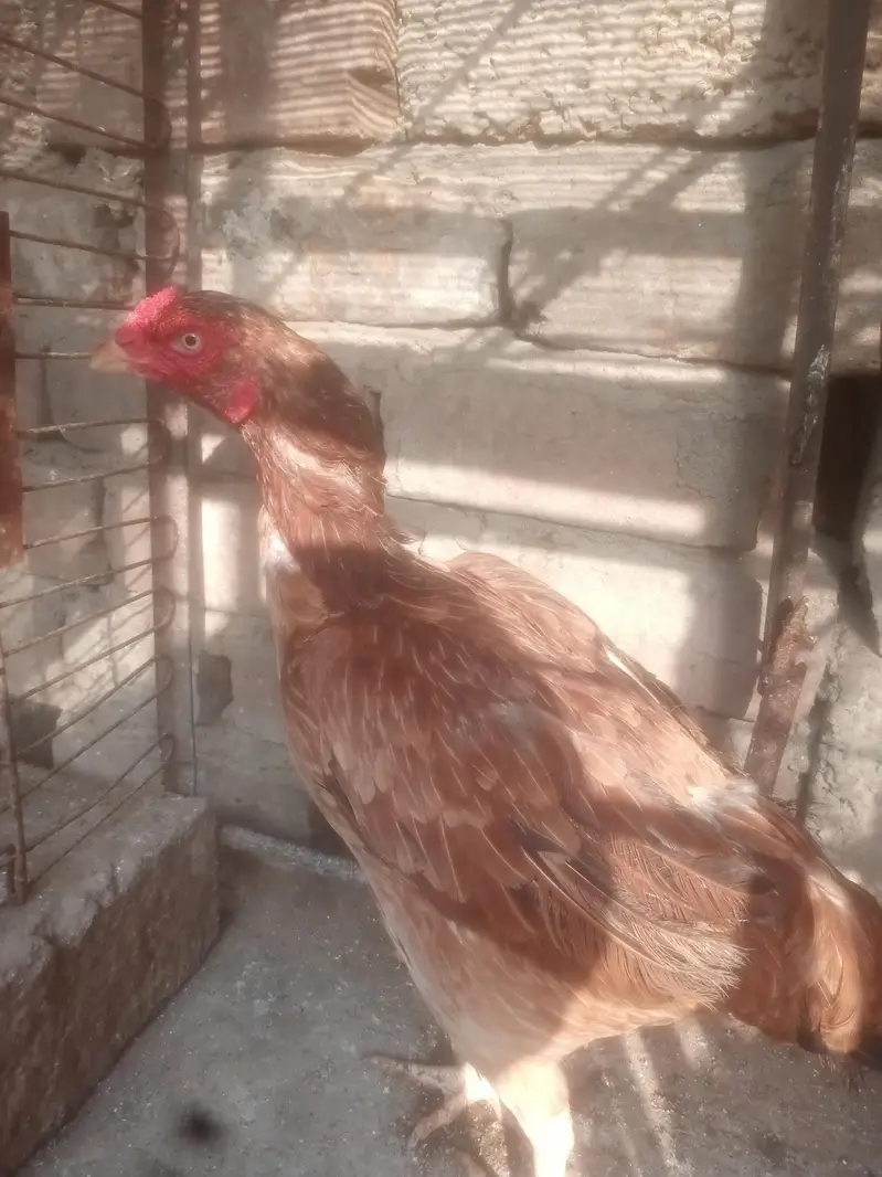 Aseel Murgiya For Sale — photo 9