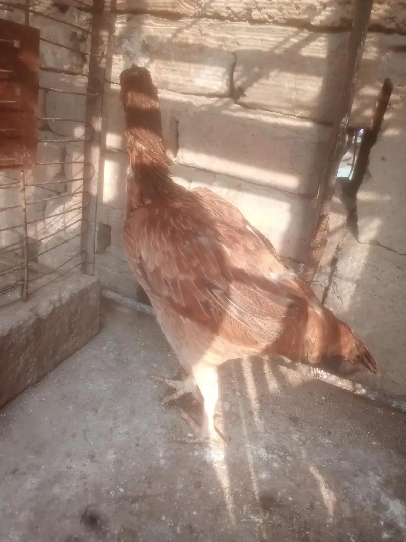 Aseel Murgiya For Sale — photo 10