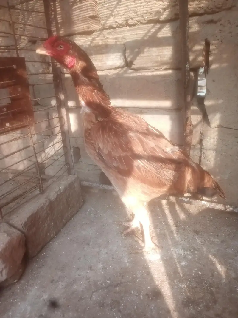 Aseel Murgiya For Sale — photo 11